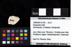 Foto (Objket + Etiketten) von Decapoda indet. 